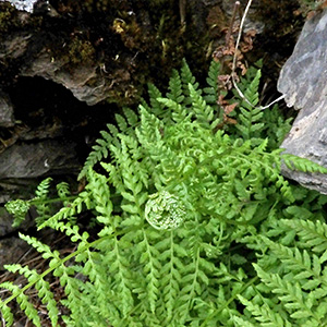 Fern in Switzerland Young fern emerges in May