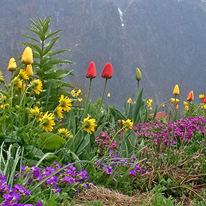 Flowers in Gimmelwald with a view of the valley