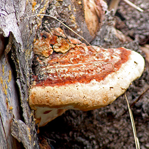 Karsten ( Fomitopsis pinicola) 松生擬層孔菌 - along the trail near Mürren, Switzerland.