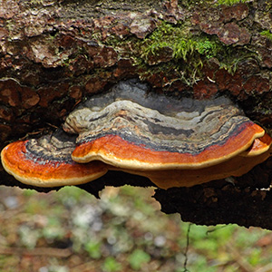 Turkey tail mushroom (Ganoderma lucidum) 靈芝