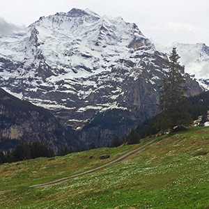 Jungfrau rises over a green meadow sprinkled with crocus