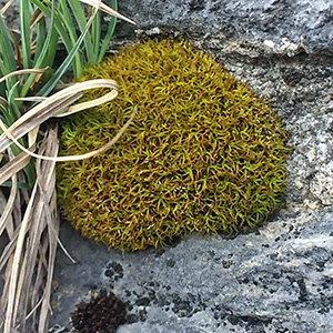 Round ball of moss