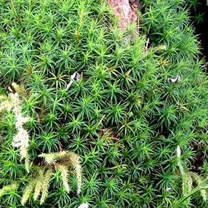 Looking cloesly at these mosses near Mürren, Switzerland, the cluster of primitive plants seems to resemble a tiny forest. 苔蘚類