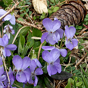 violets growing by a pine cone