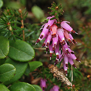 cluster of cone-shaped pink flowers
