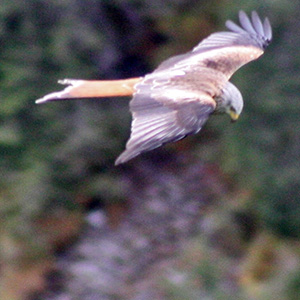 A Red Kite soars through the air just below eye level.