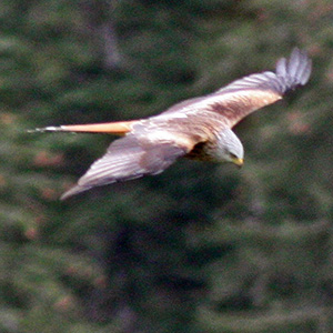 Red Kite in the Swiss mountains near Gimmelwald.
