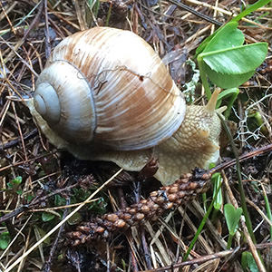 Helix pomatia snail in the Swiss mountains near Gimmelwald.