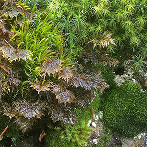 Several types of mosses grow close together near Mürren, Switzerland. 苔蘚類