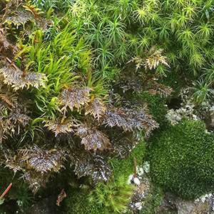 Fern in Switzerland Several types of mosses grow close together near Mürren, Switzerland. 苔蘚類