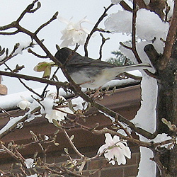 Small bird black on top white underneath on branch with snow and blossoms around it.