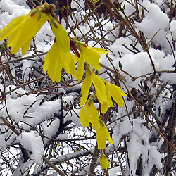 Forsythia in the snow