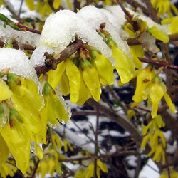 Forsythia in the snow