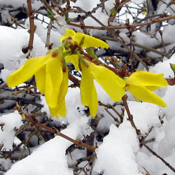 Forsythia in the snow