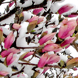 Magnolias in the snow
