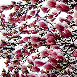 Magnolias in the snow