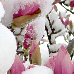 Magnolias in the snow