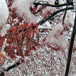 Maple Tree or Sweet Gum Tree Blossoms in the Snow