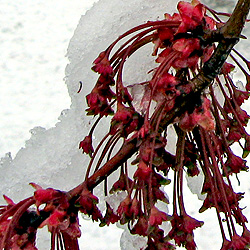 Maple Tree or Sweet Gum Tree Blossoms in the Snow