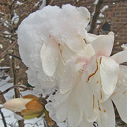 Ice and snow on magnolia blossom