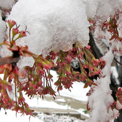Maple Tree or Sweet Gum Tree Blossoms in the Snow