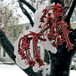 Maple Tree or Sweet Gum Tree Blossoms in the Snow