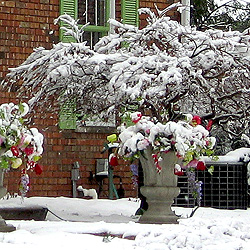 Snow on plastic flowers