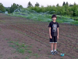 Evening irrigation spray from pipe running through crops.