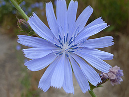 A Blue Coneflower