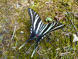 Zebra Swallowtail Butterfly