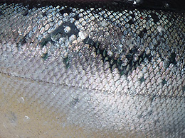 The colorful scales of a coho salmon