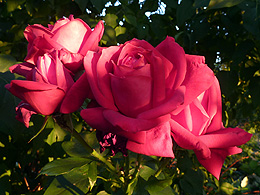 Roses in light and shadow