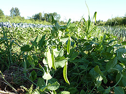 Snow Peas with an aphid on one