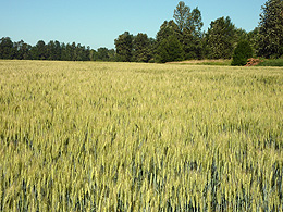 A field of wheat