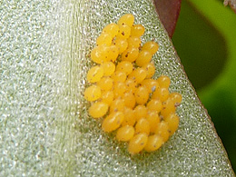 Yellow globs of insect eggs on a leaf