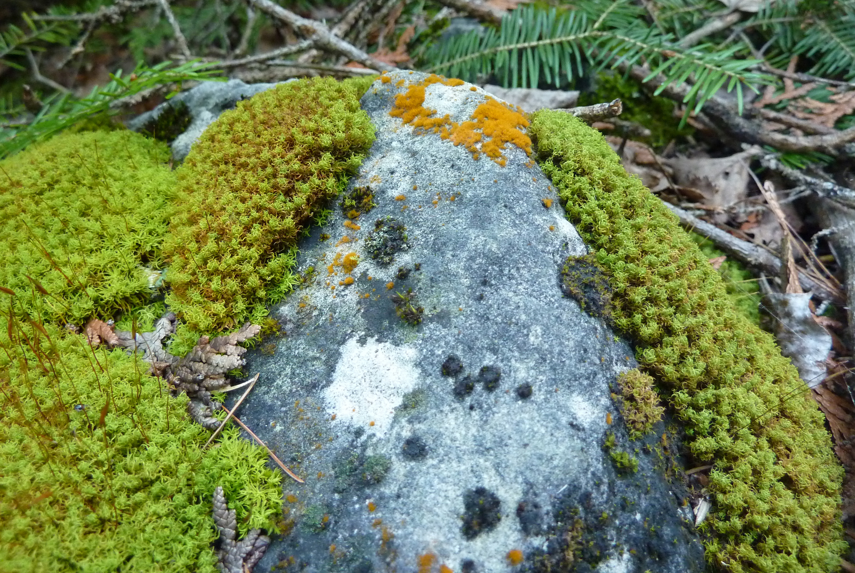 primary succession lichens