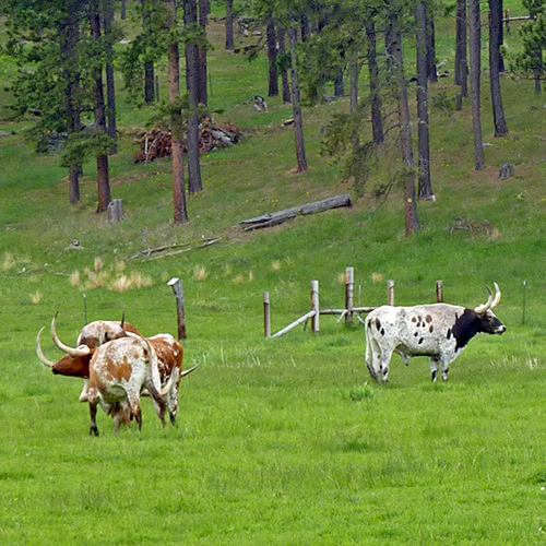 Large cattle with big horns.