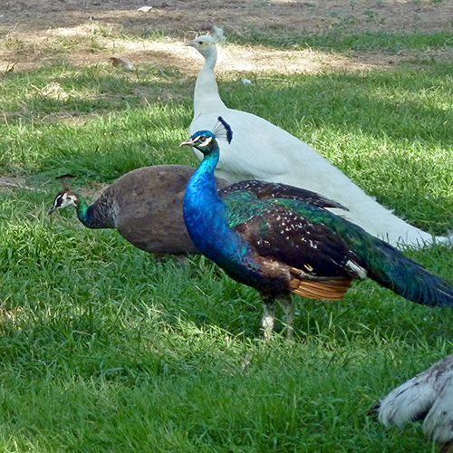 Peacocks in North Platte