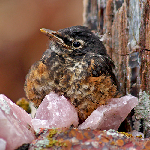 Baby Robin in Grotto of the Redemption