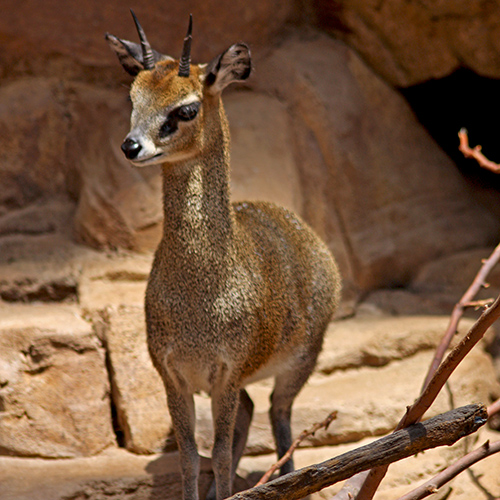 Cute Klipspringer