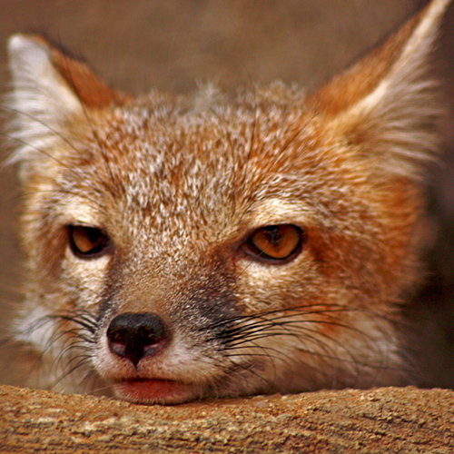 Swift Fox