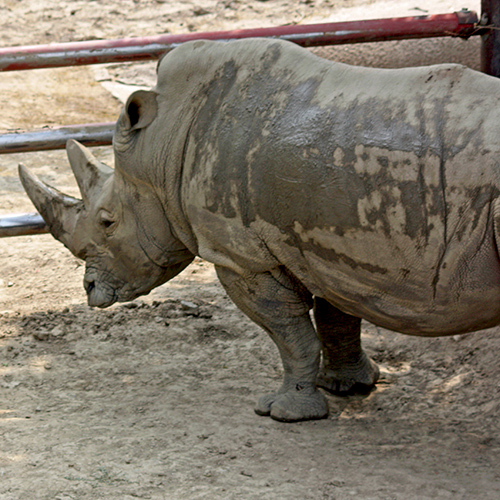 Rhinoceros