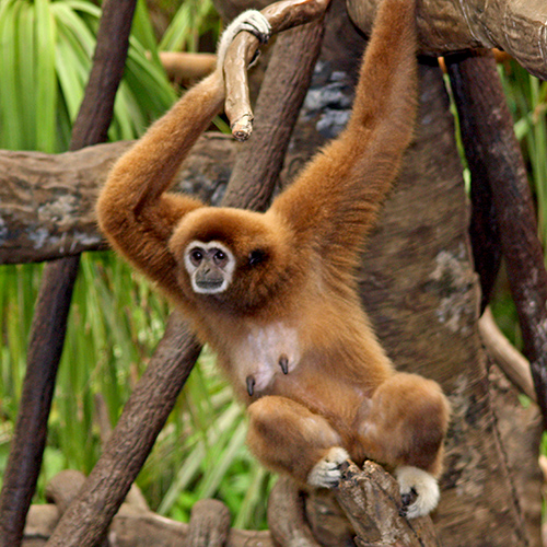 White-handed Gibbon