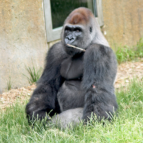 Gorilla