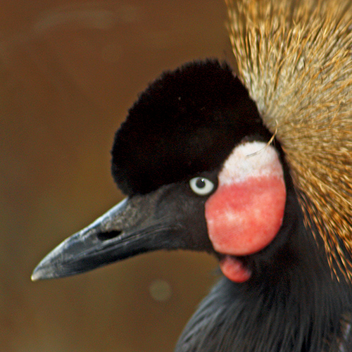 Grey Crowned Crane 