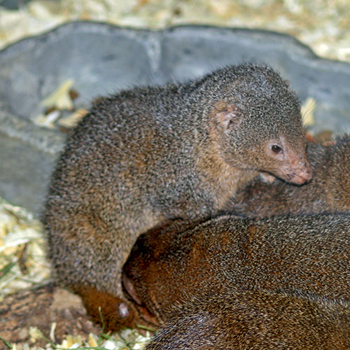 Mongoose