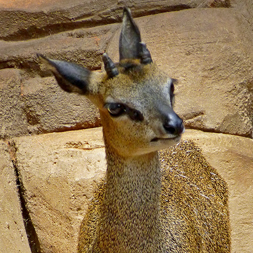 Klipspringer