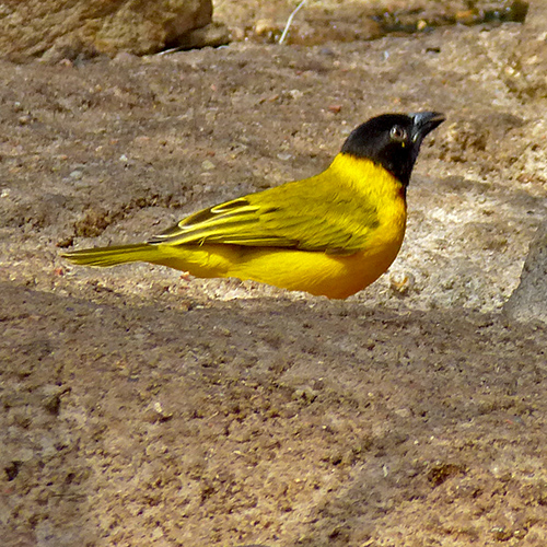 Golden-backed Weaver