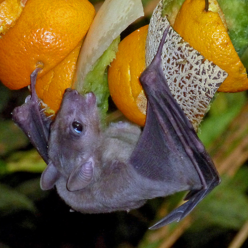Bat eating fruit