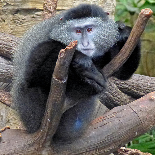 Blue Monkey (Cercopithecus mitis)